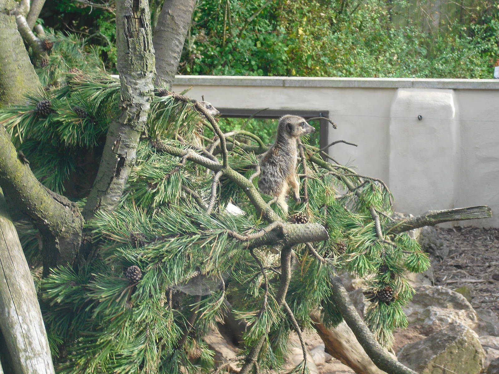 Outdoor Meerkat Enclosure - 01/10/2011