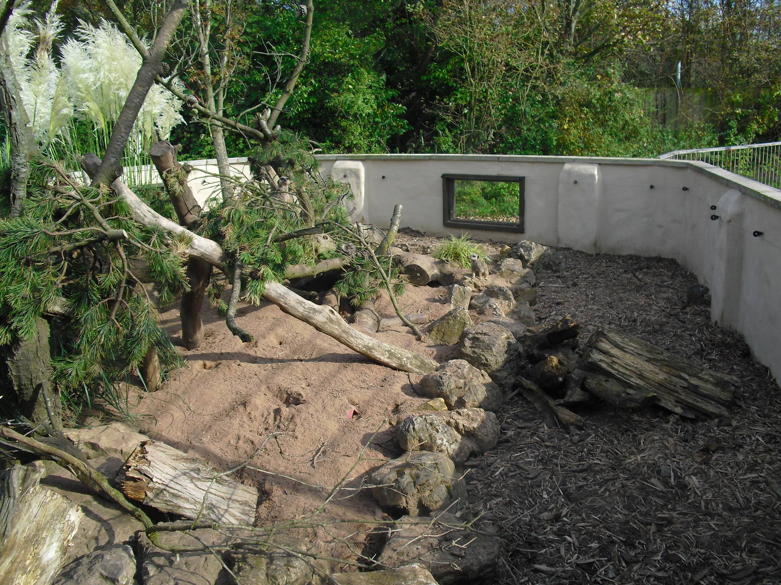 Outdoor Meerkat Enclosure - 01/10/2011