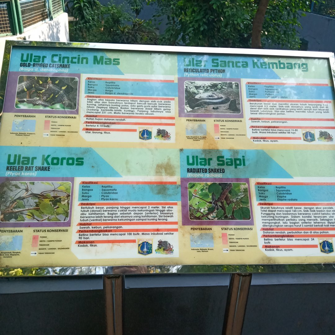 Outdoor mixed-species snake enclosure, one of which is must be radiated ratsnake (Coelognathus radiatus)