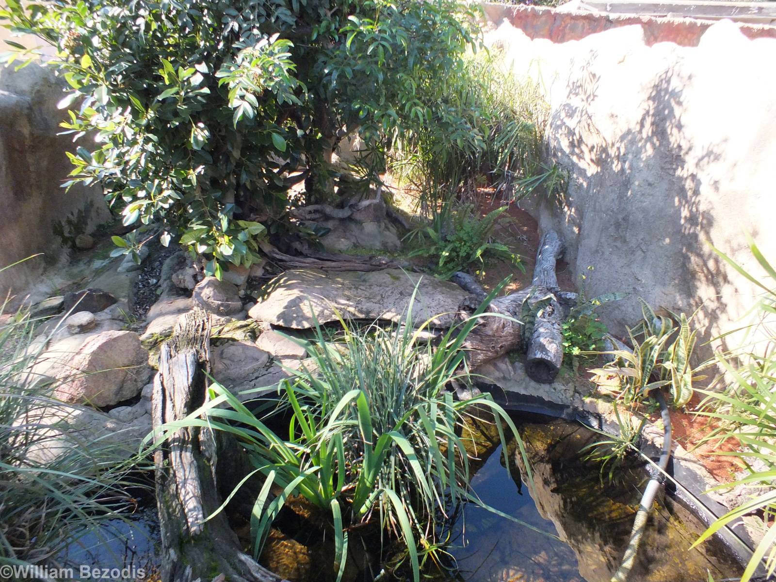 Outdoor Oblong Turtle Enclosure