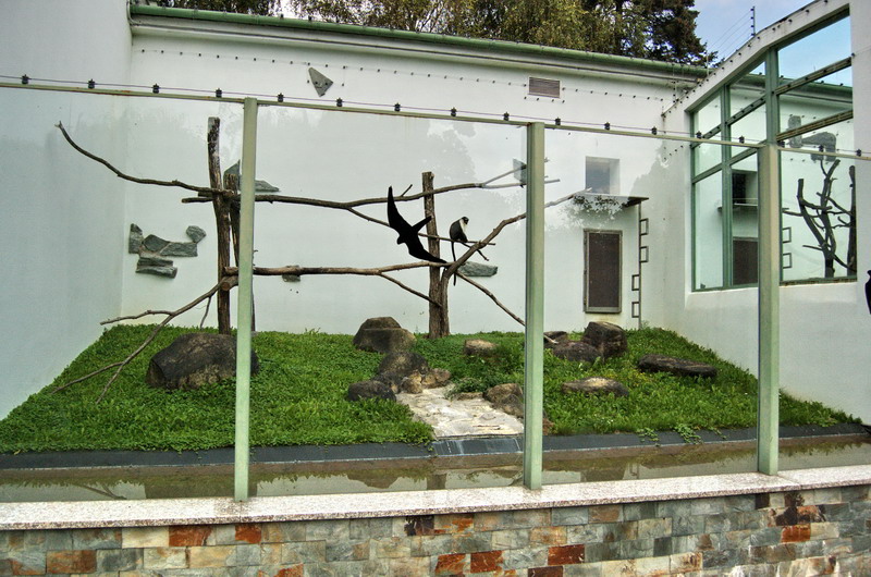 Outdoor of Roloway Monkeys