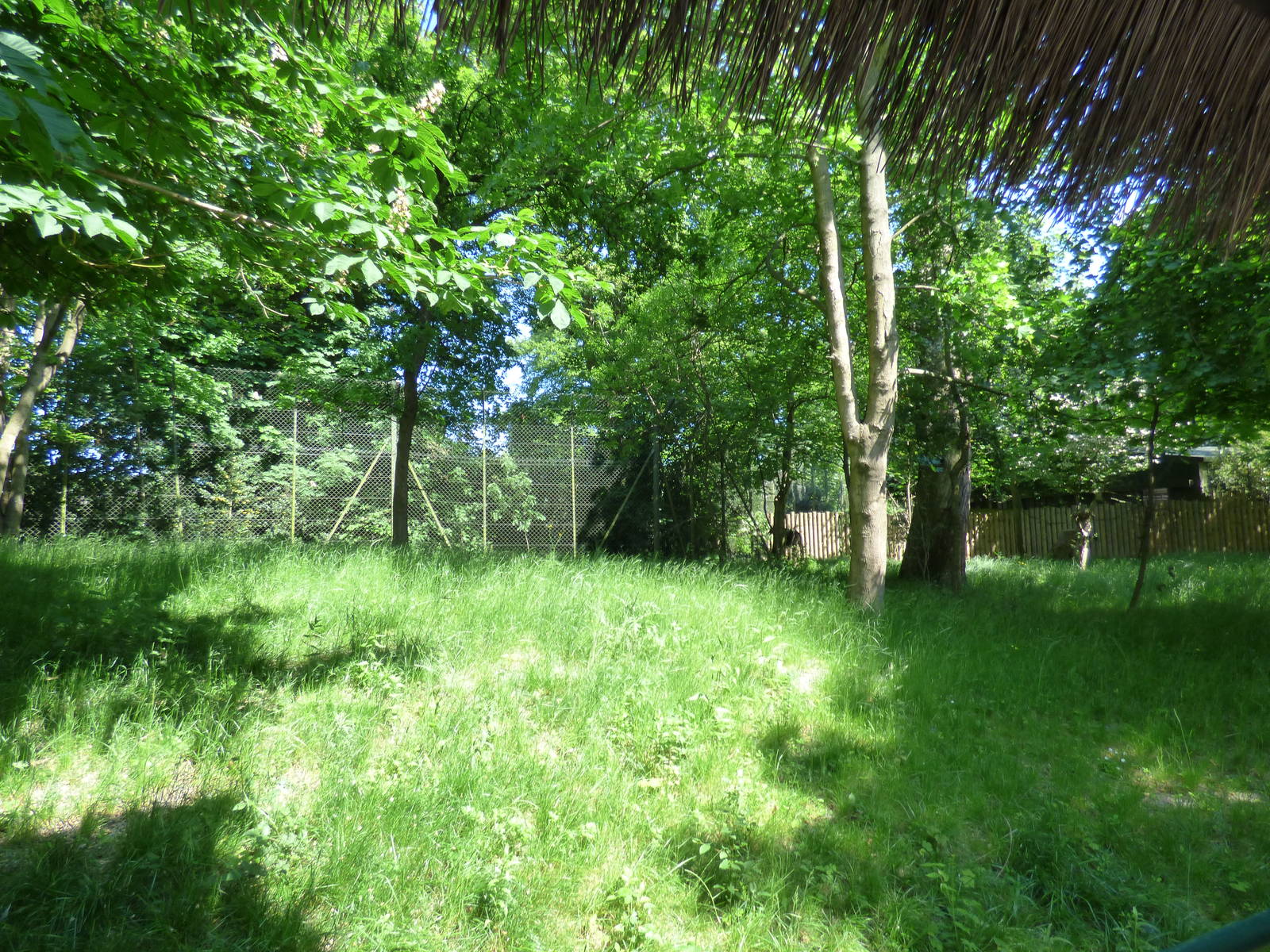 Outdoor Okapi Enclosure