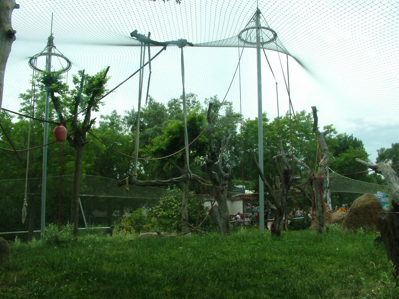 Outdoor Orang Exhibit at Madrid Zoo Aquarium, 26/05/11