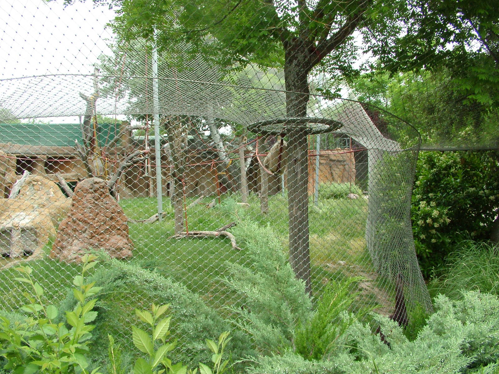 Outdoor Orang Exhibit at Madrid Zoo Aquarium, 26/05/11