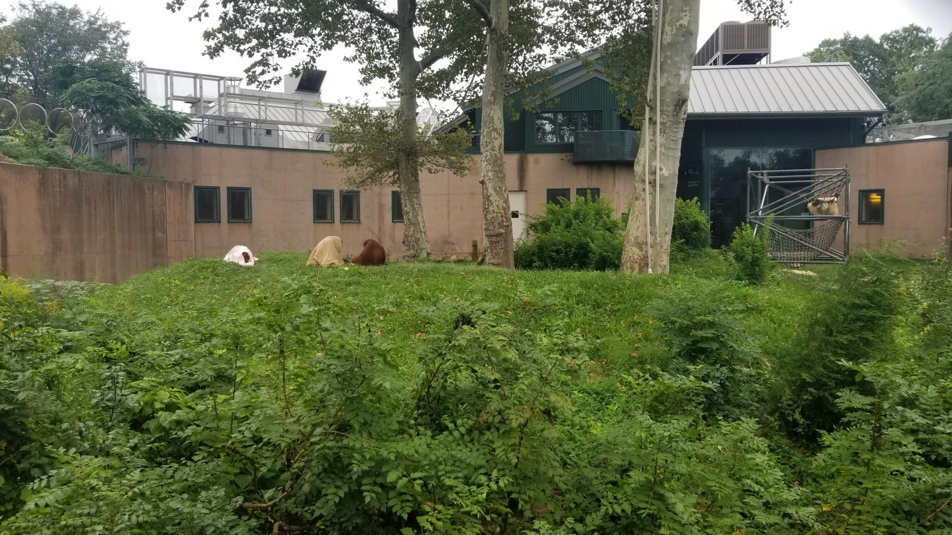 Outdoor Orangutan area