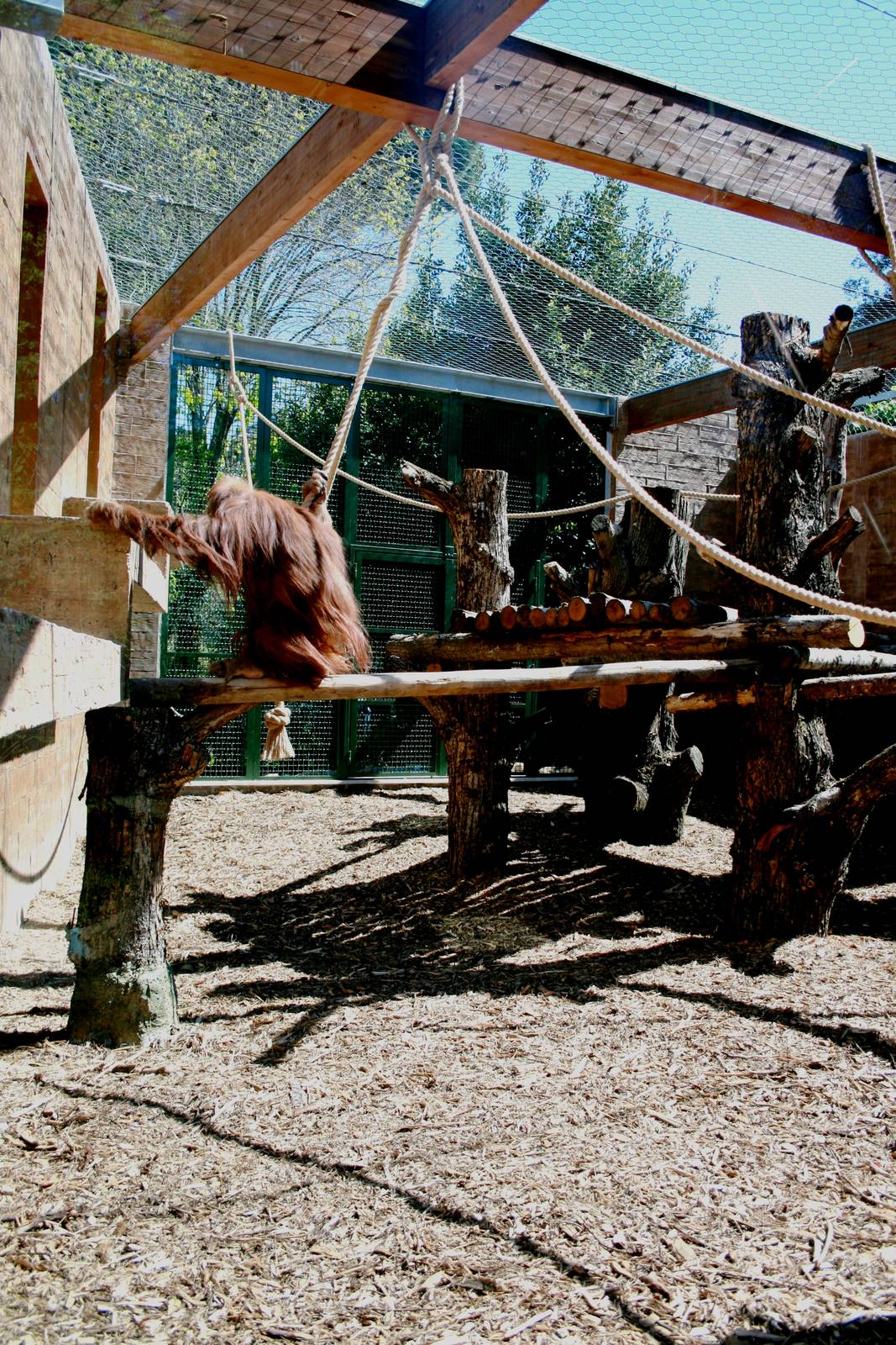 Outdoor orangutan exhibit