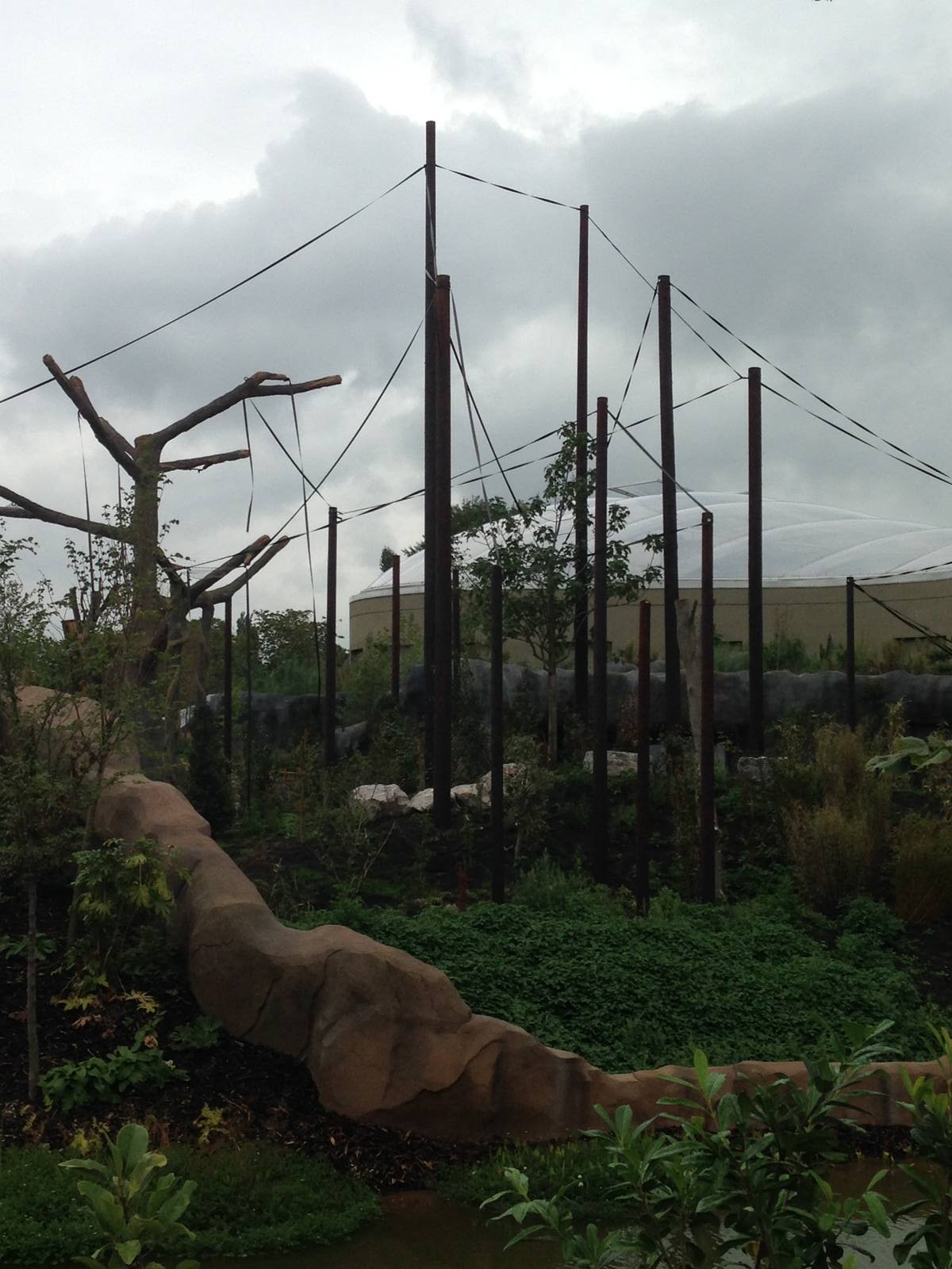 Outdoor Orangutan(islands)