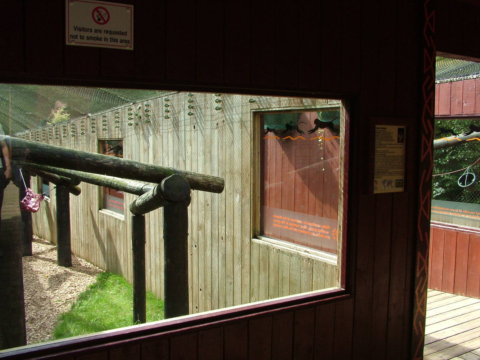 Outdoor Patas Monkey exhibit at Colchester, 28/08/10