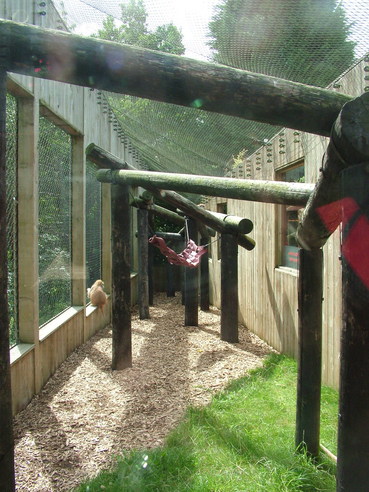 Outdoor Patas Monkey exhibit at Colchester, 28/08/10
