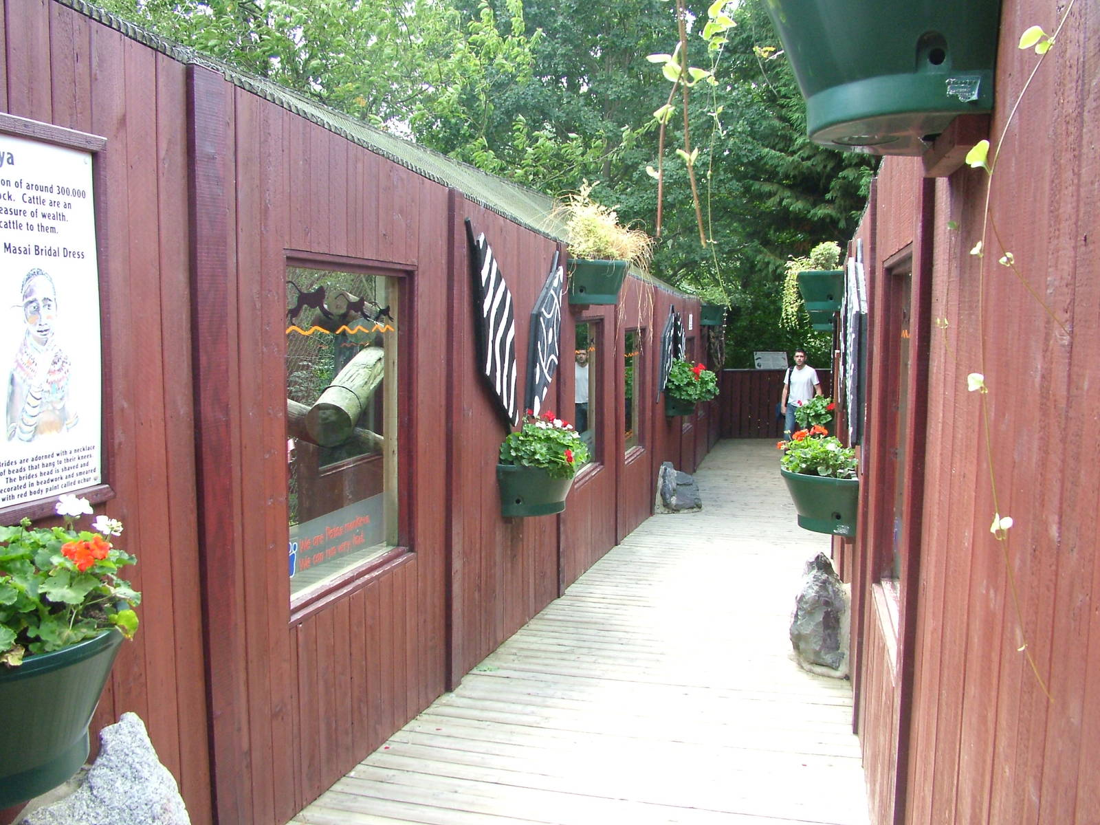 Outdoor Patas Monkey exhibit at Colchester, 28/08/10