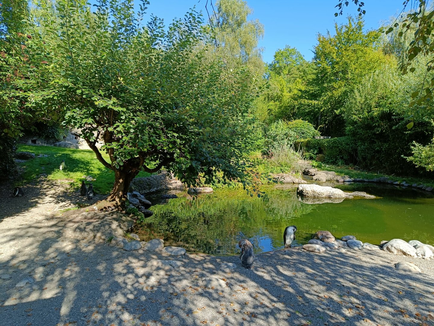 Outdoor Penguin Enclosure