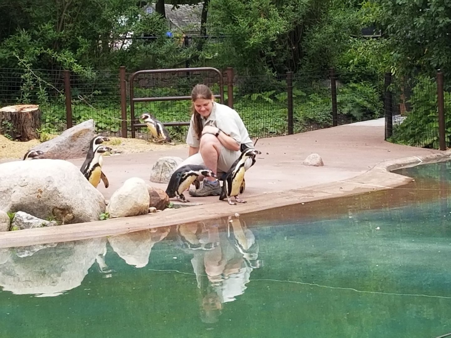 Outdoor Penguin Exhibit