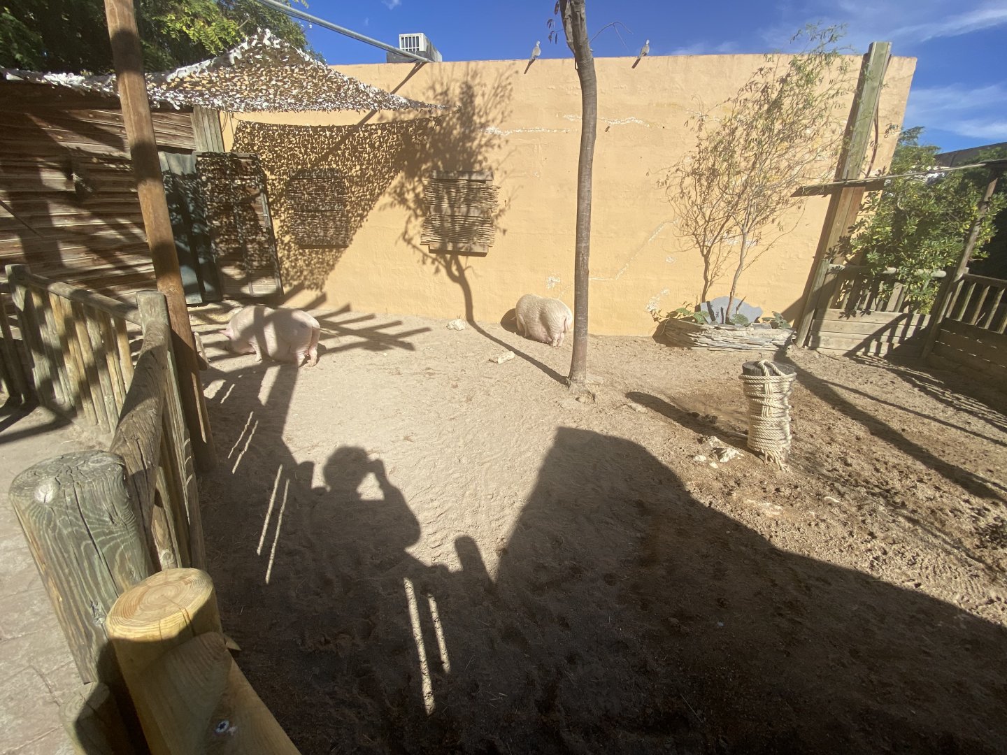 Outdoor pig enclosure