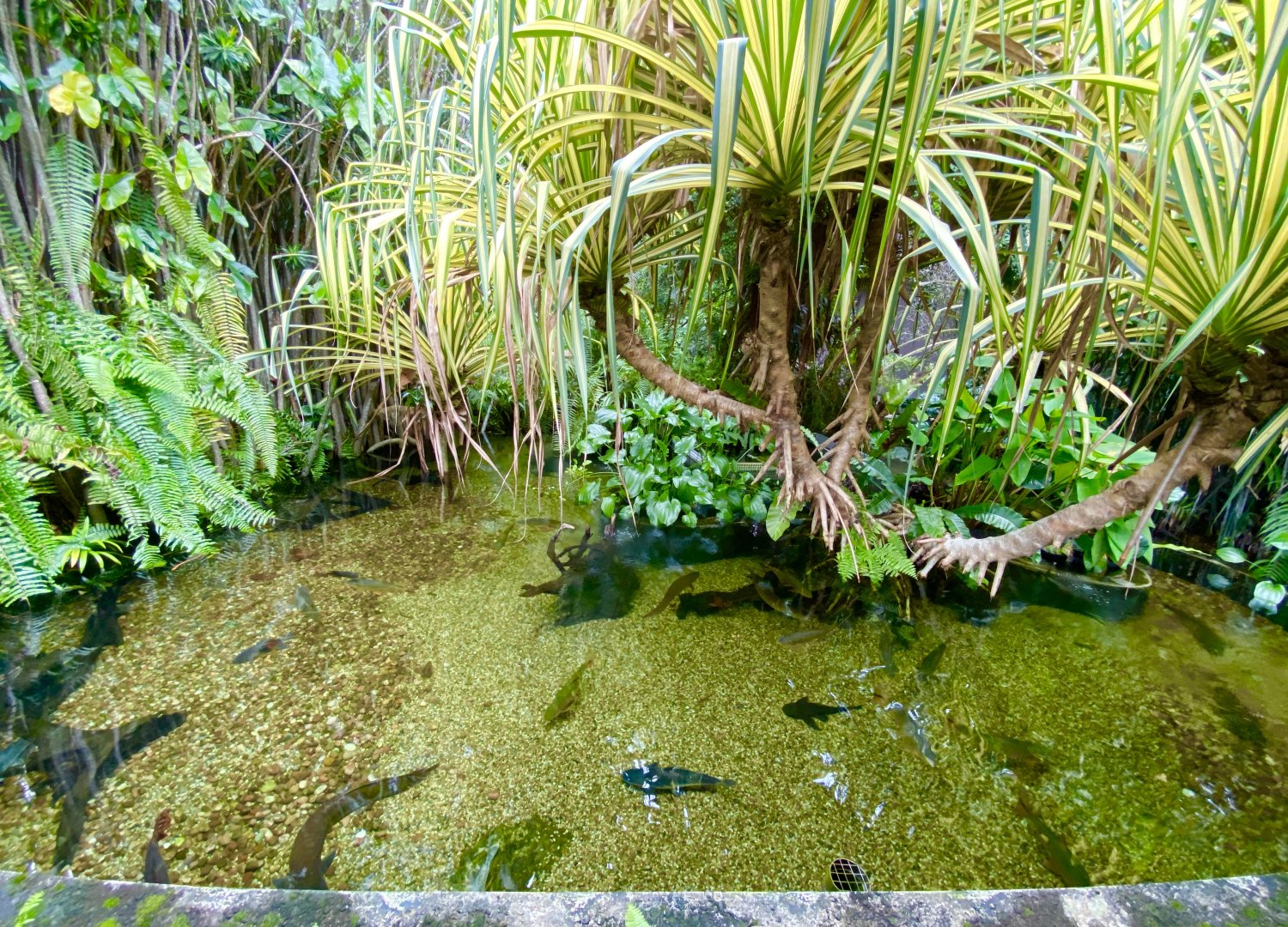 Outdoor Pond (Wild Amazonia)