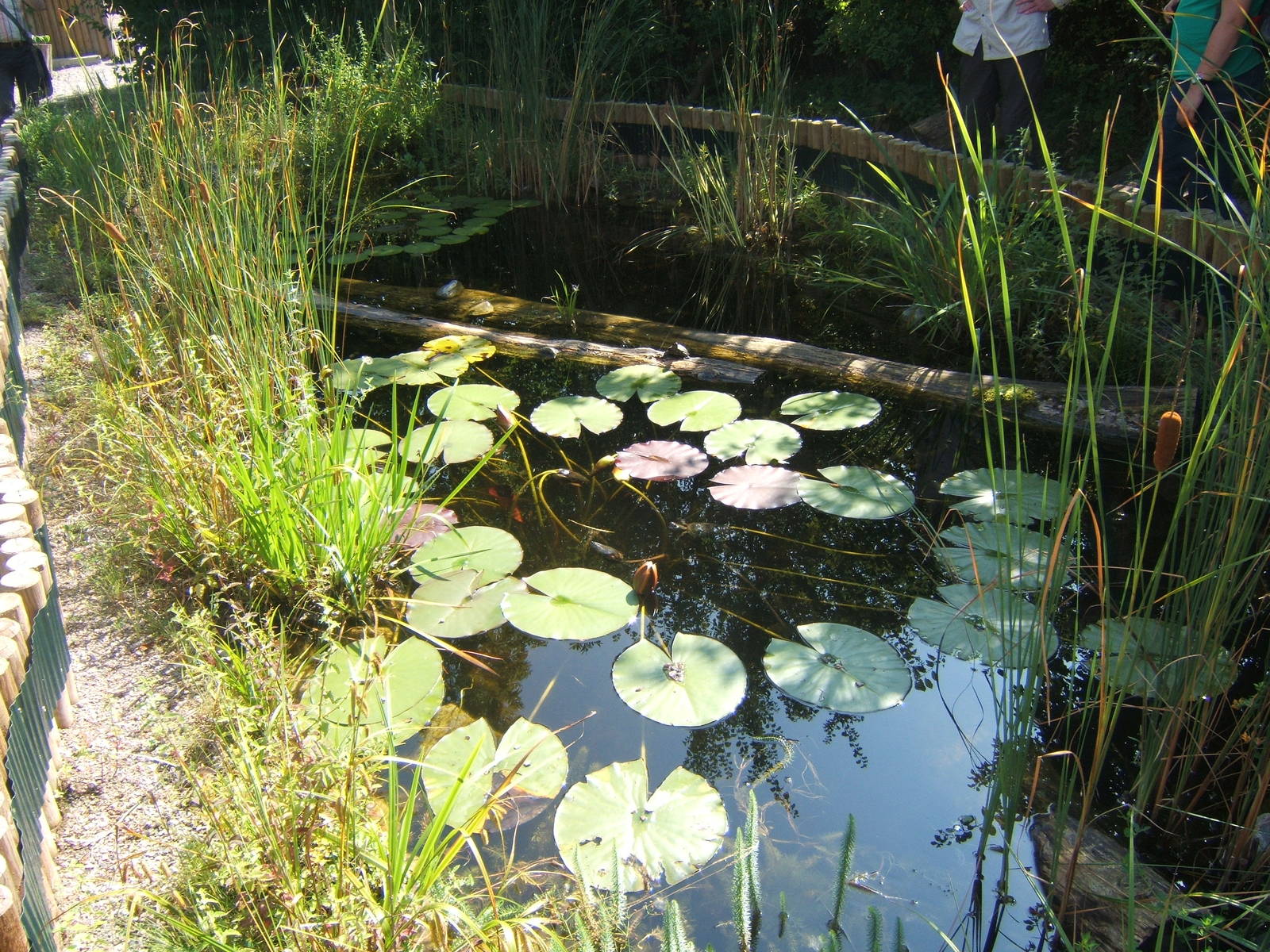 Outdoor pool for Turtles