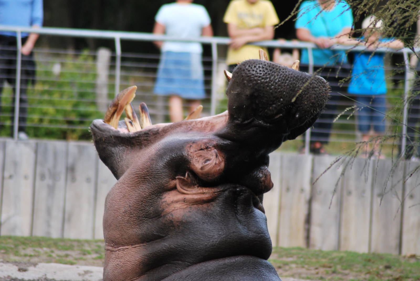 Outdoor pool, male hippo