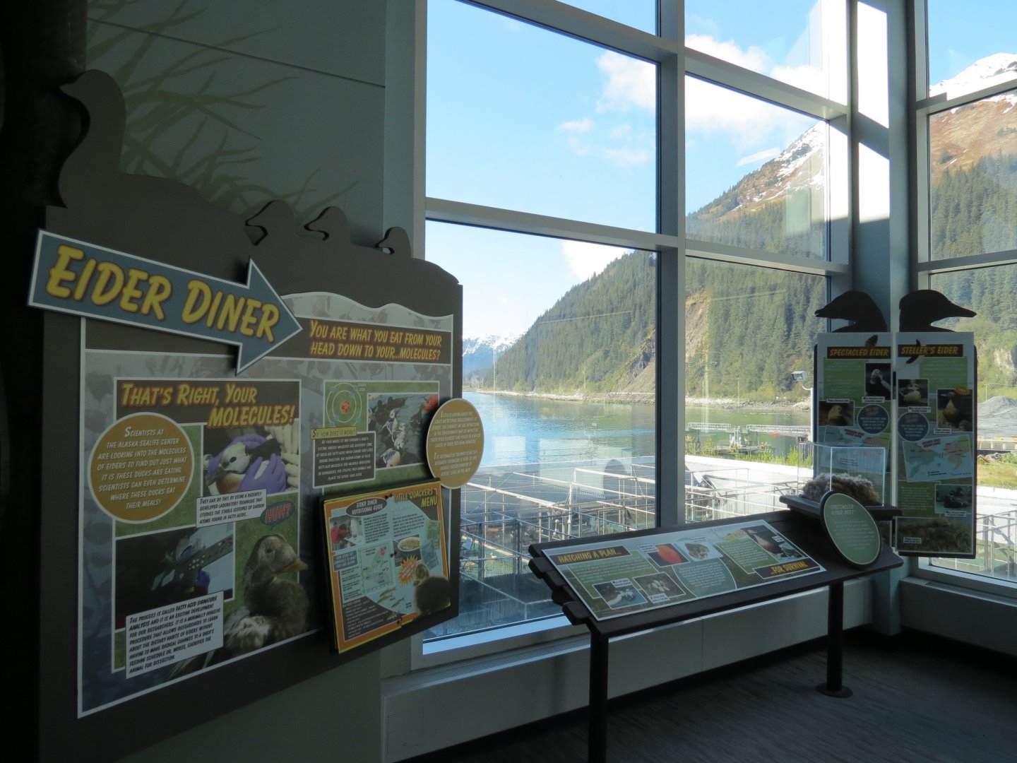 Outdoor Pool Overlook - Eider Research Graphics