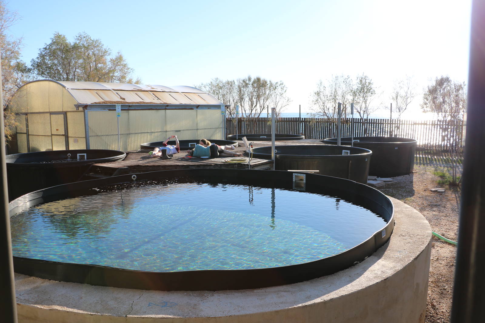 Outdoor pools - Sea Turtle Rescue Centre, February 2016