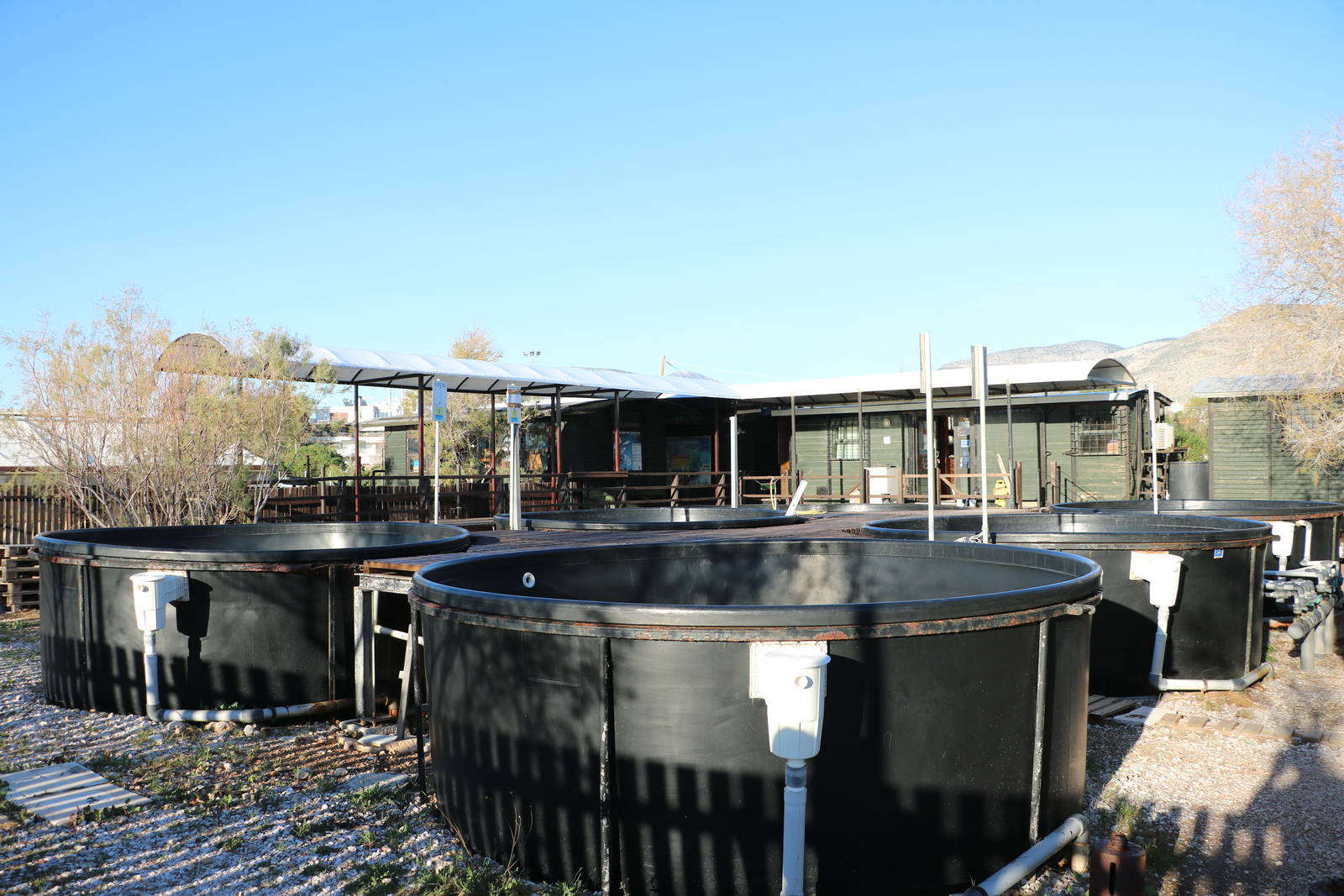 Outdoor pools - Sea Turtle Rescue Centre, February 2016