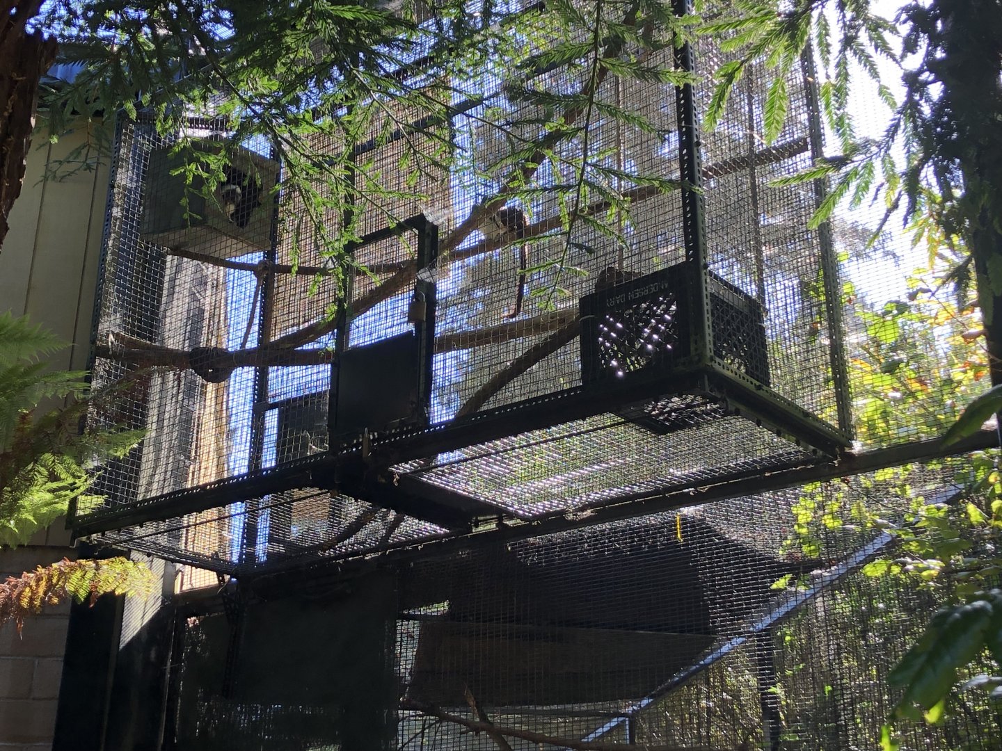 Outdoor portion of cotton-top tamarin exhibit