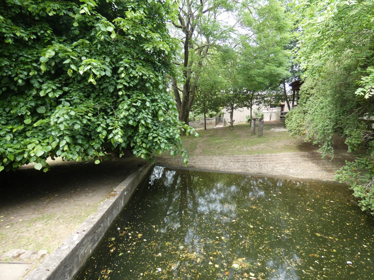 Outdoor Pygmy hippo enclosure