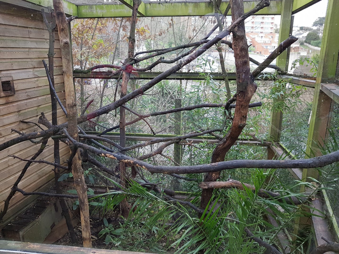 Outdoor Pygmy Marmoset and Golden Lion Tamarin enclosure - Shaldon Wildlife Trust, January, 2017.