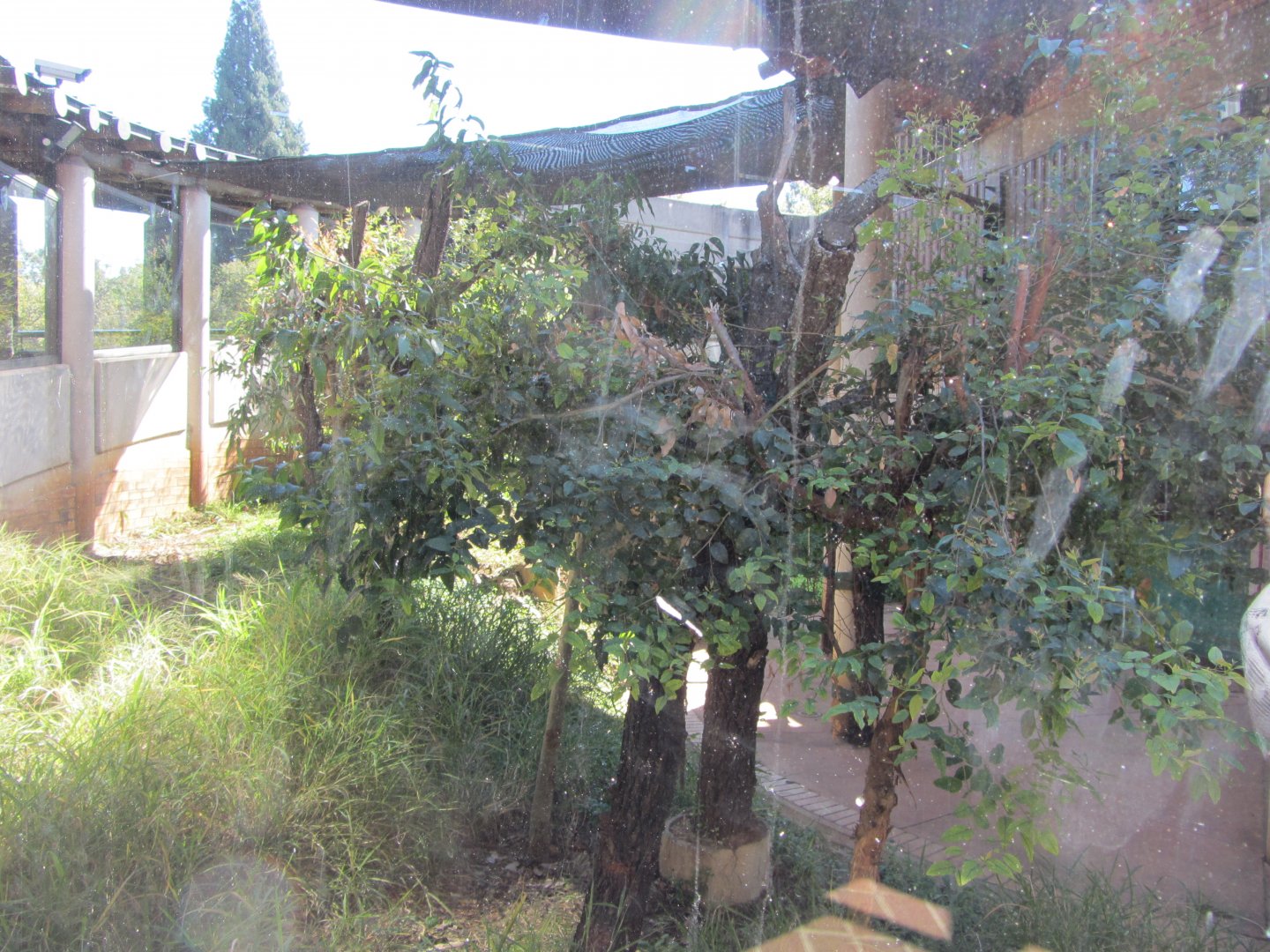 Outdoor Queensland Koala Exhibit