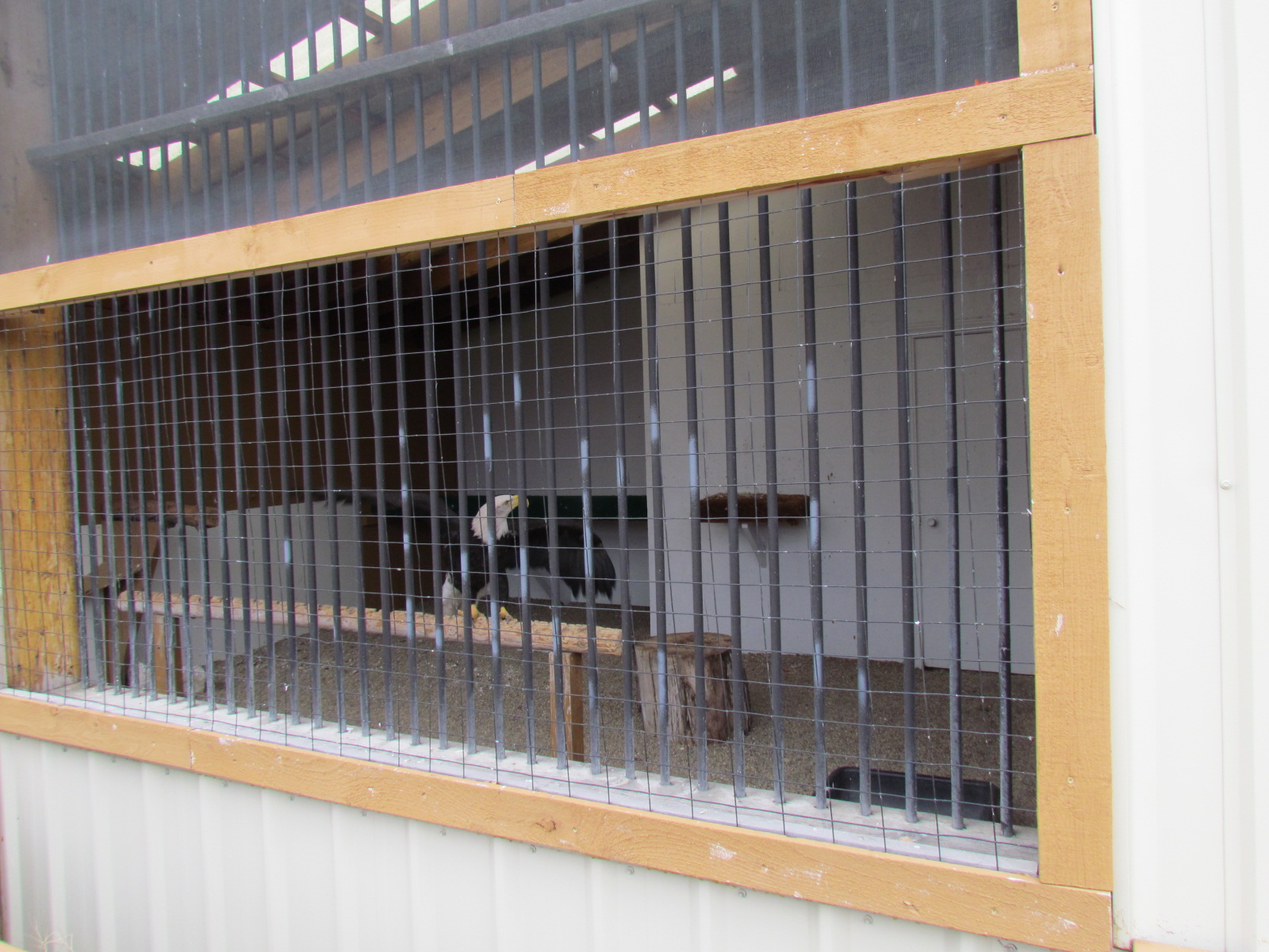 Outdoor Raptor Mews - Bald Eagle