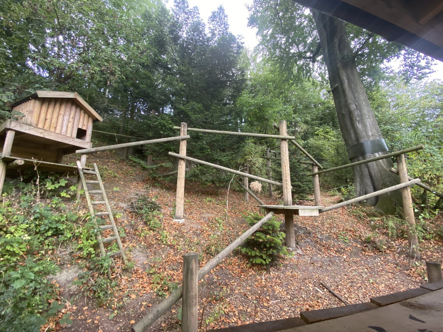 Outdoor red panda enclosure