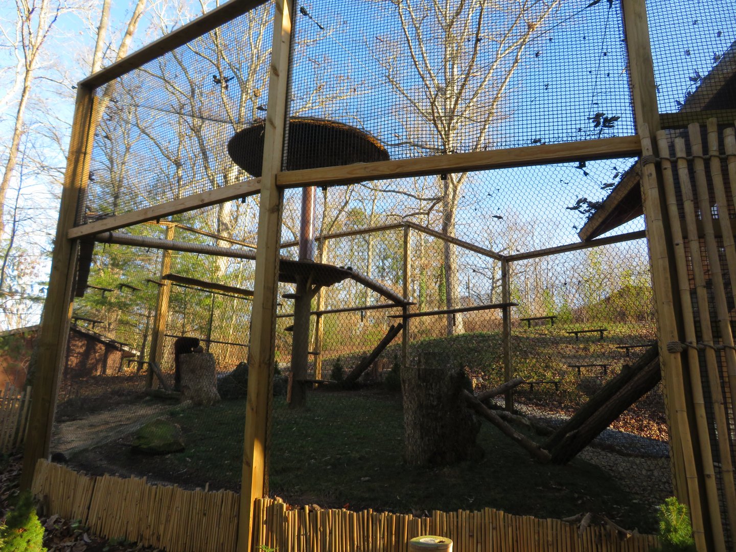Outdoor Red Panda Exhibit