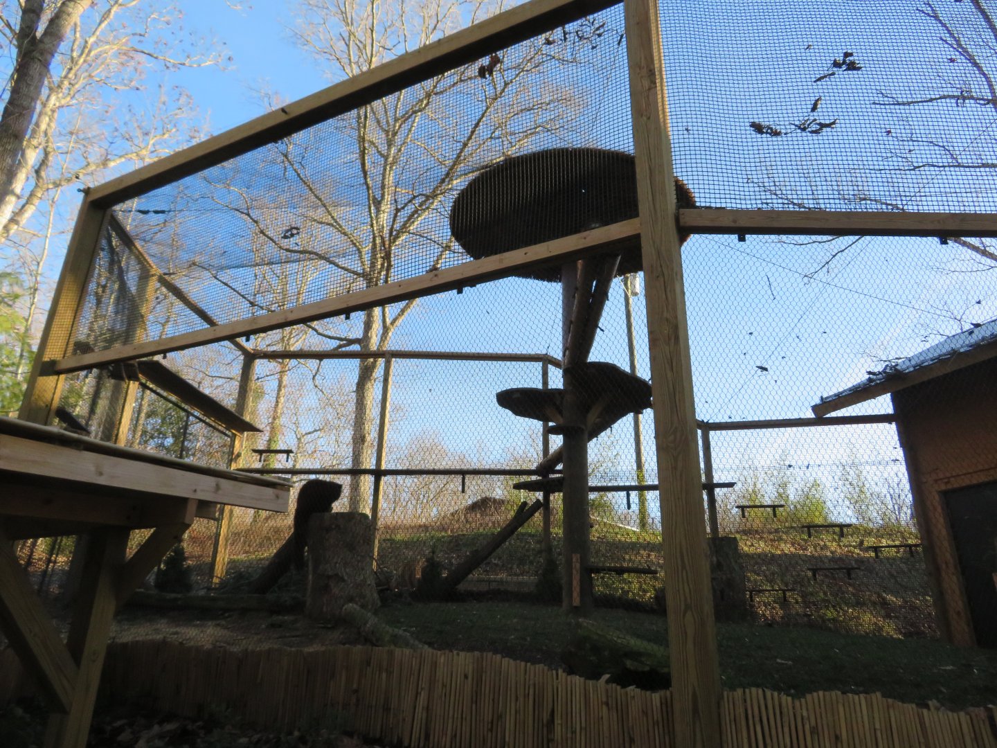 Outdoor Red Panda Exhibit