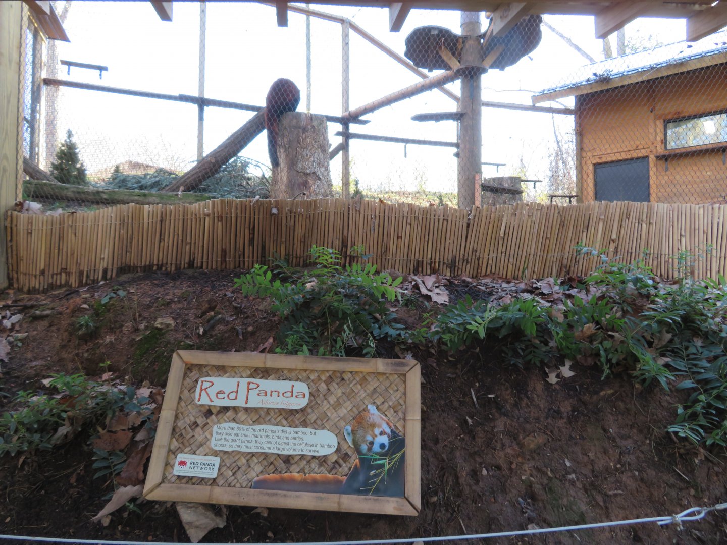 Outdoor Red Panda Exhibit