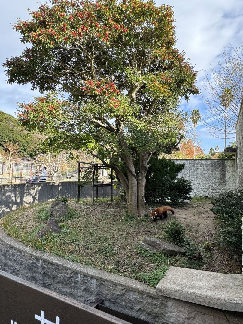 Outdoor red panda exhibition