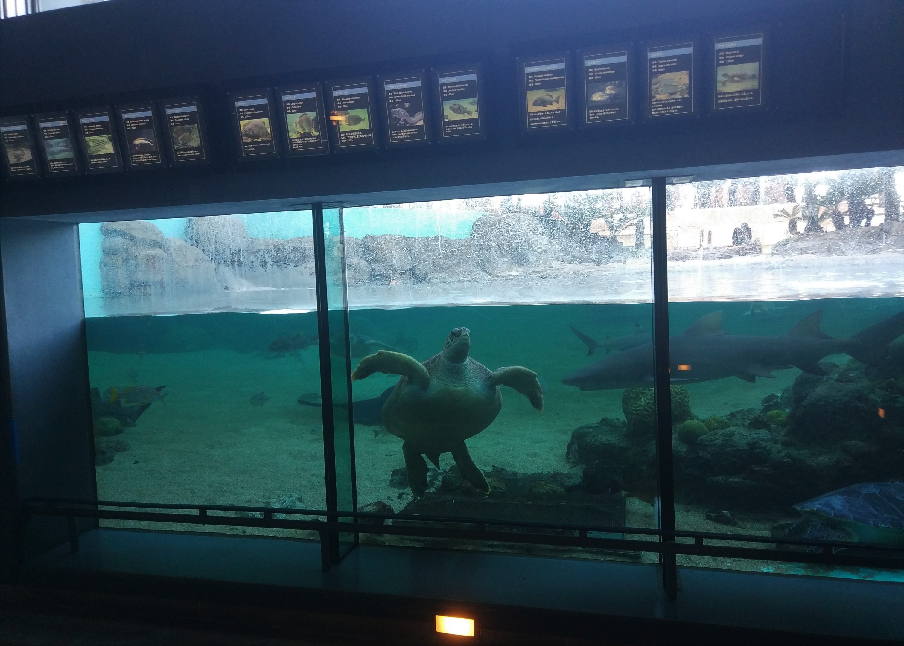 Outdoor Reef/Shore Tank