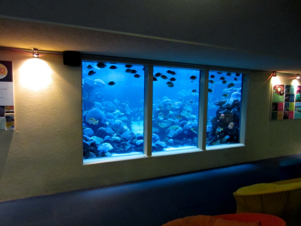 Outdoor reef tank underwater vieweing
