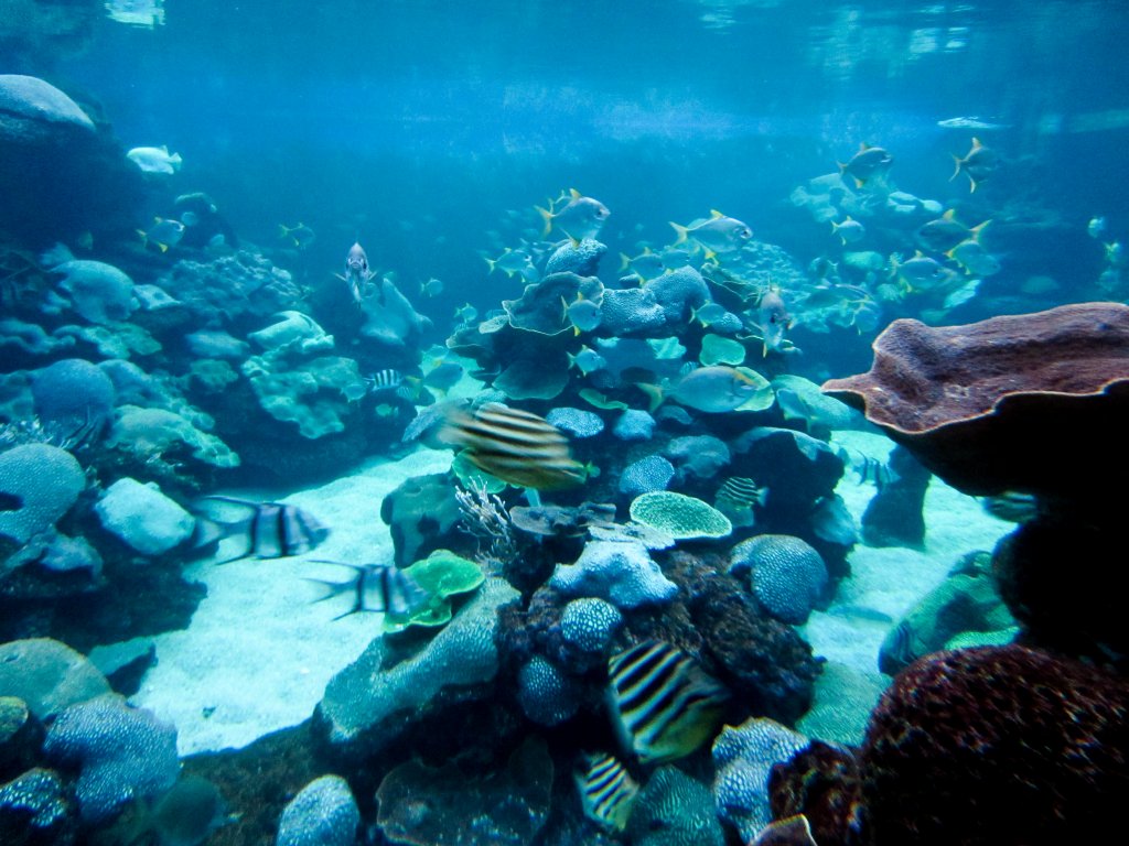 Outdoor reef tank underwater vieweing