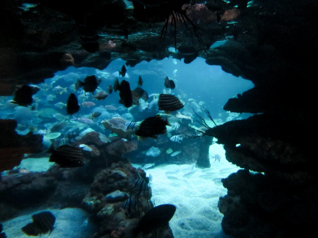 Outdoor reef tank underwater vieweing