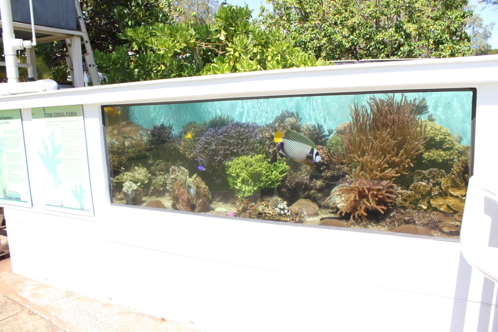 Outdoor Reef Tank