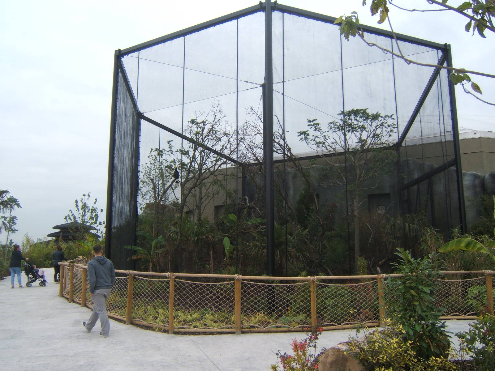 Outdoor Rhinoceros Hornbill Aviary