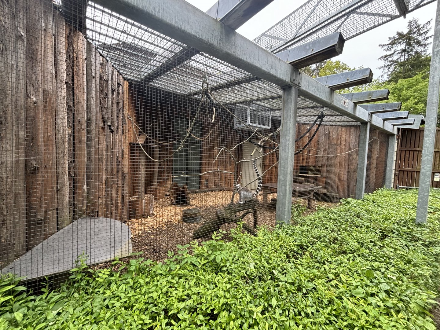 Outdoor Ring-tailed Lemur Enclosure at Zoologischer Garten Hof