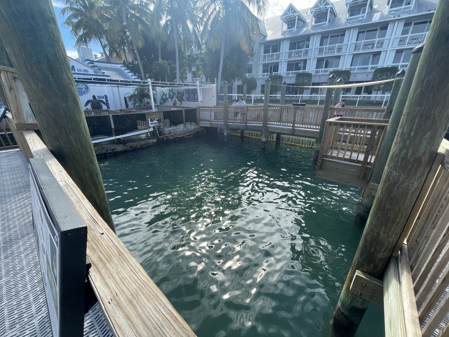 Outdoor Sandbar Shark Exhibit (1/2/24)