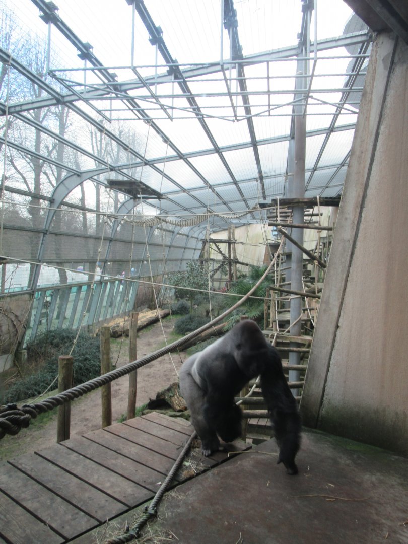 Outdoor section of gorilla accommodation