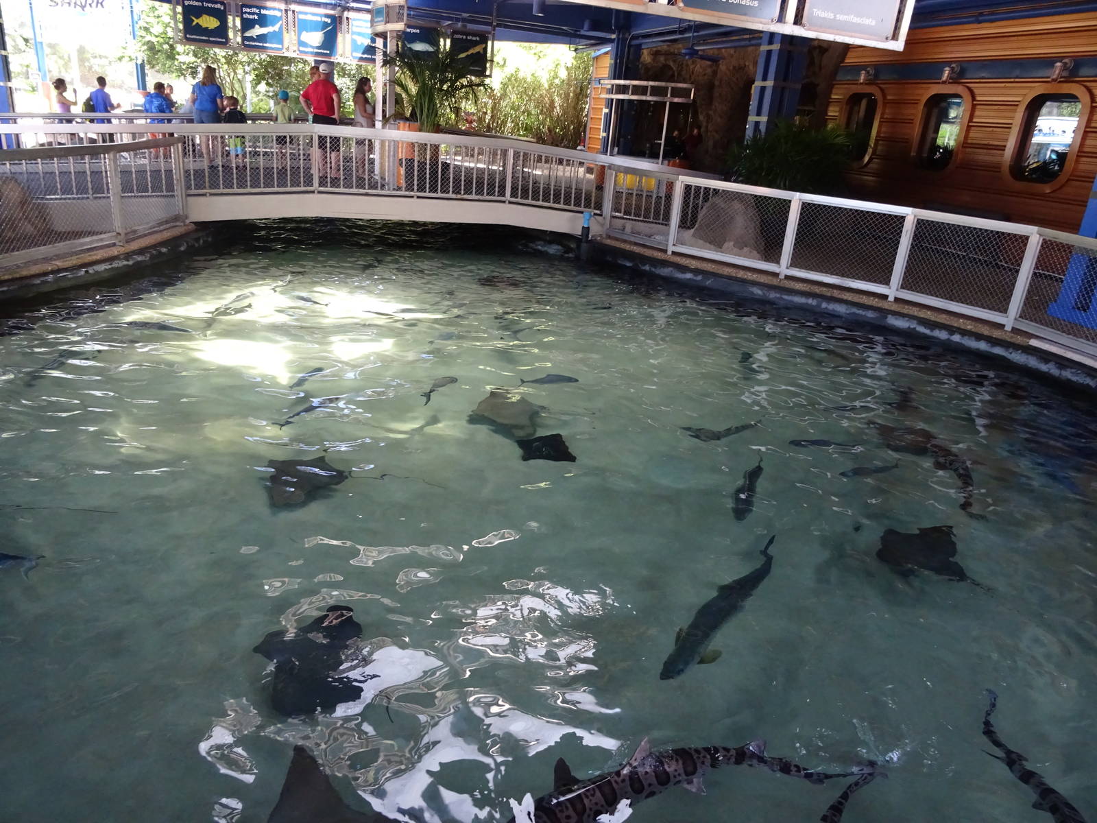 Outdoor Shark Exhibit at SeaWorld Orlando