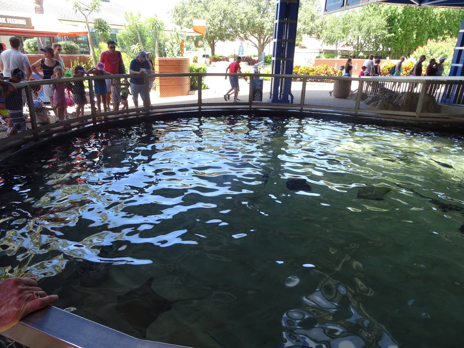 Outdoor Shark Exhibit at SeaWorld Orlando