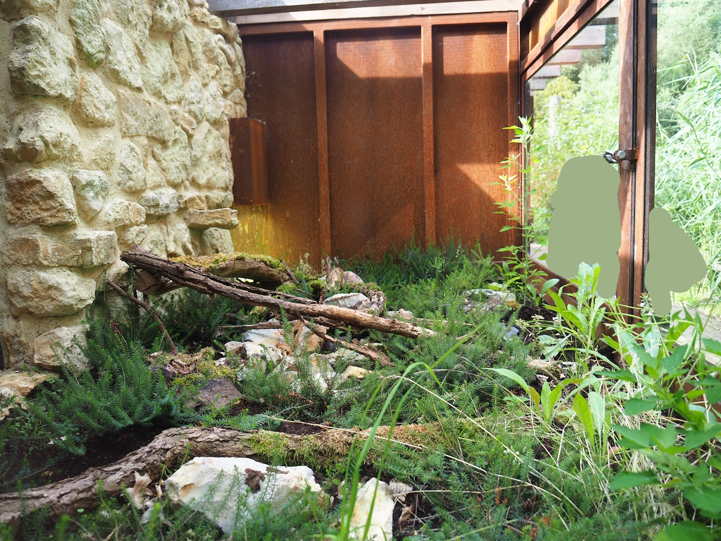 Outdoor smooth snake terrarium - First exhibit, 2023-07-18