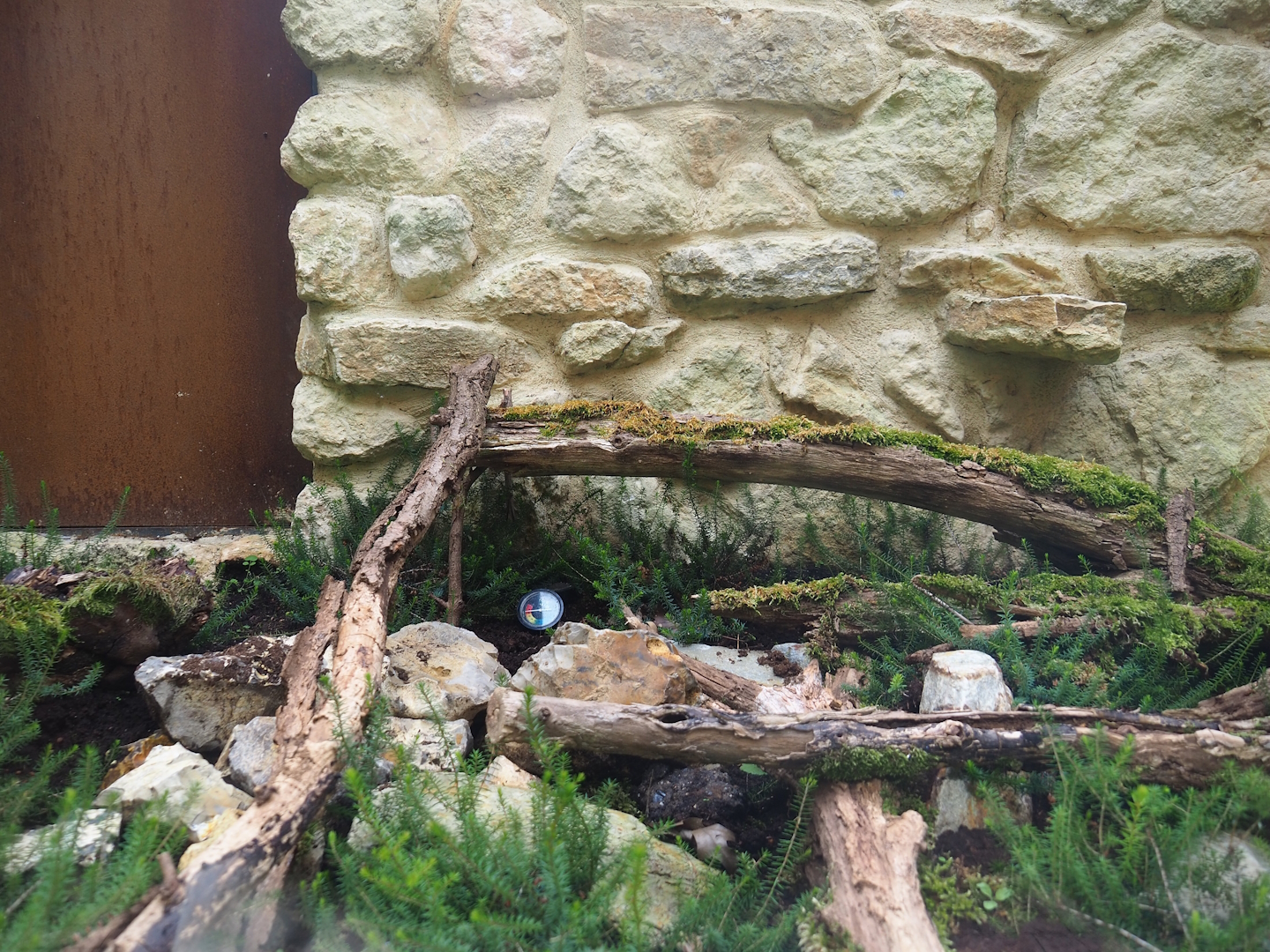 Outdoor smooth snake terrarium - First exhibit, 2023-07-18