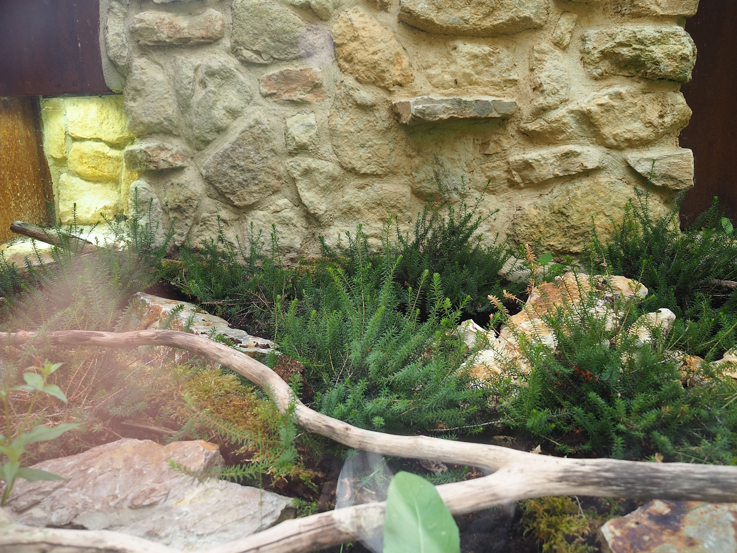 Outdoor smooth snake terrarium - Second exhibit, 2023-07-18