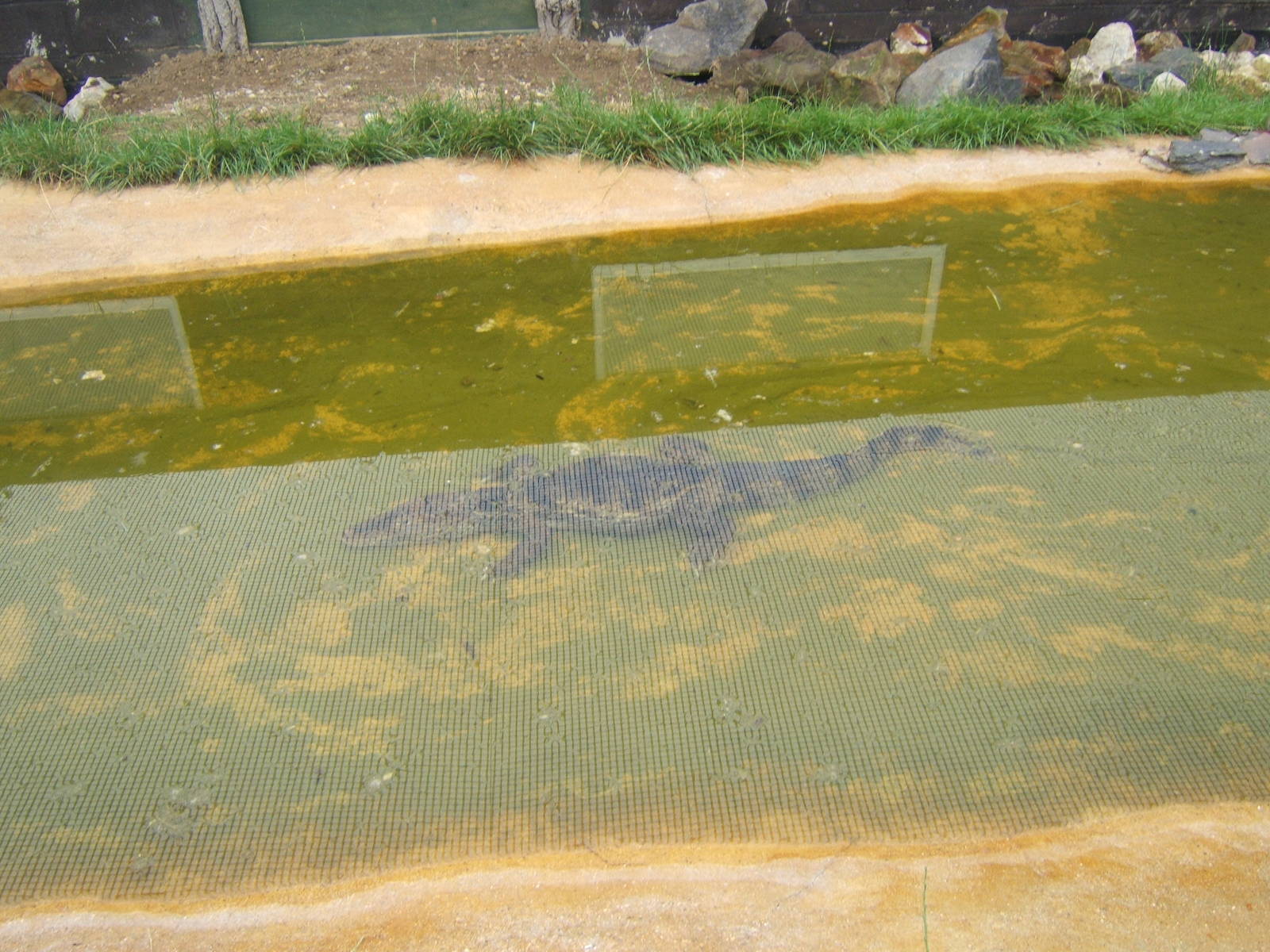 Outdoor Spectacled Caiman enclosure