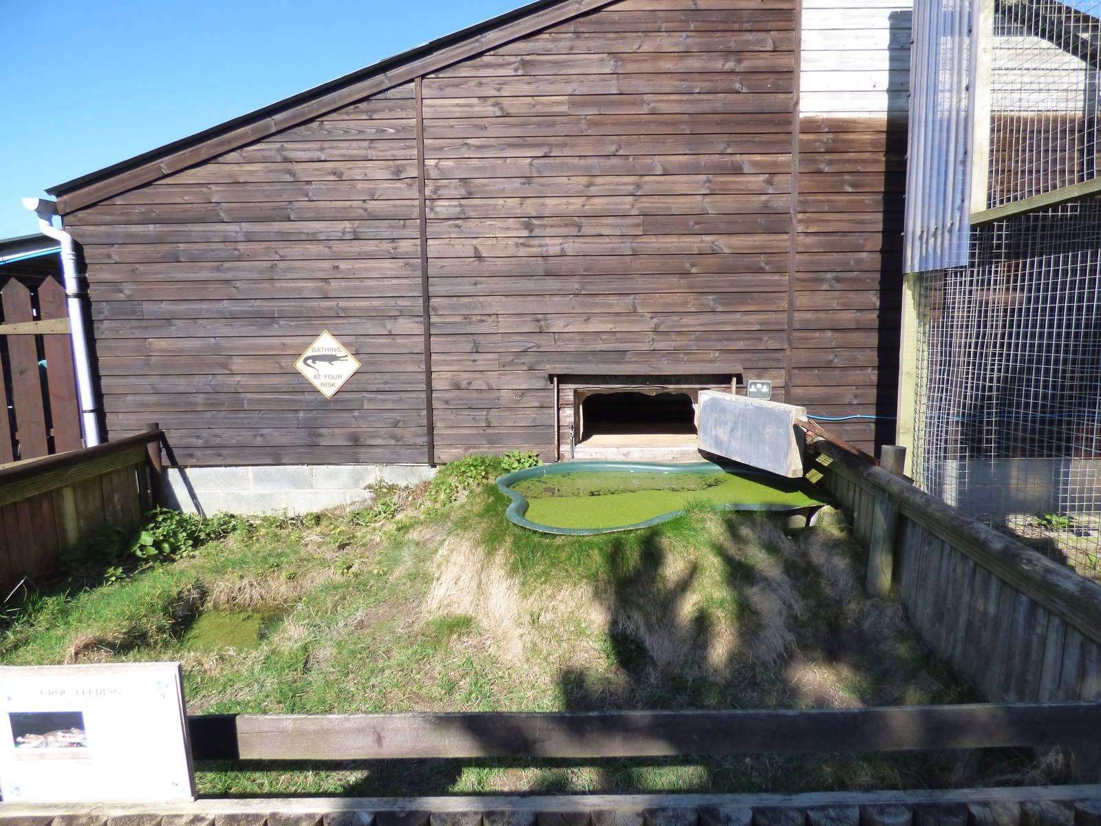 Outdoor Spectacled Caiman Enclosure