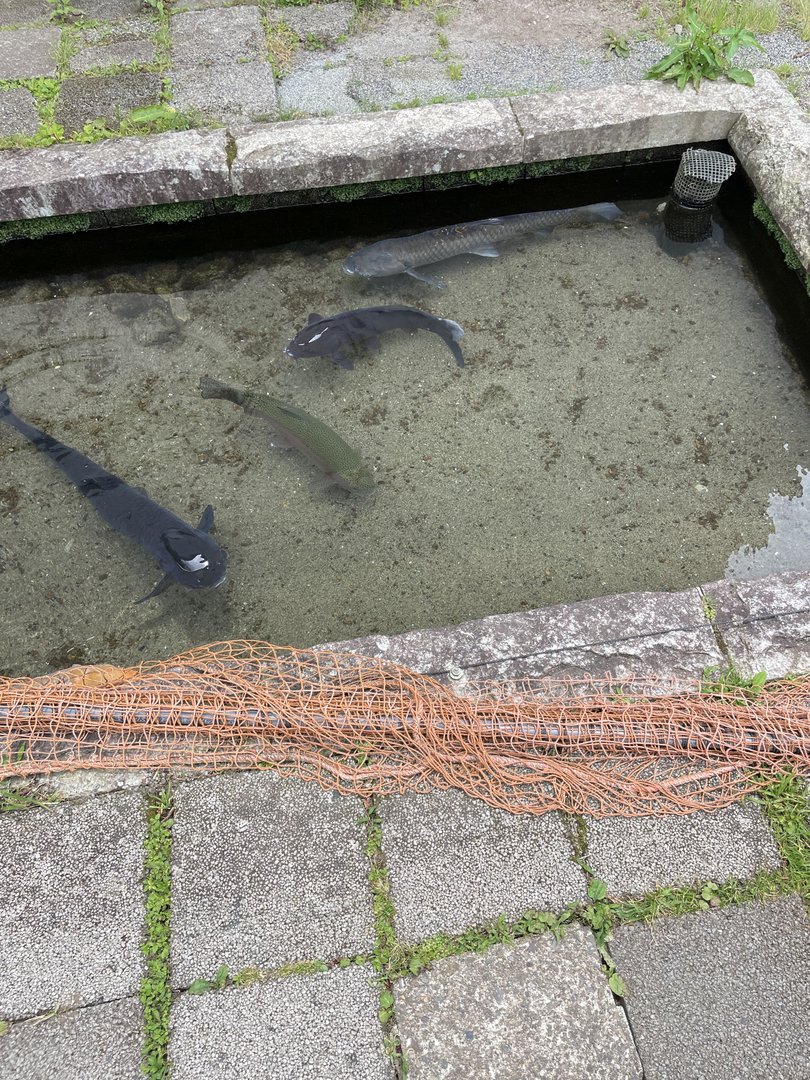 Outdoor Sturgeon Hatchery